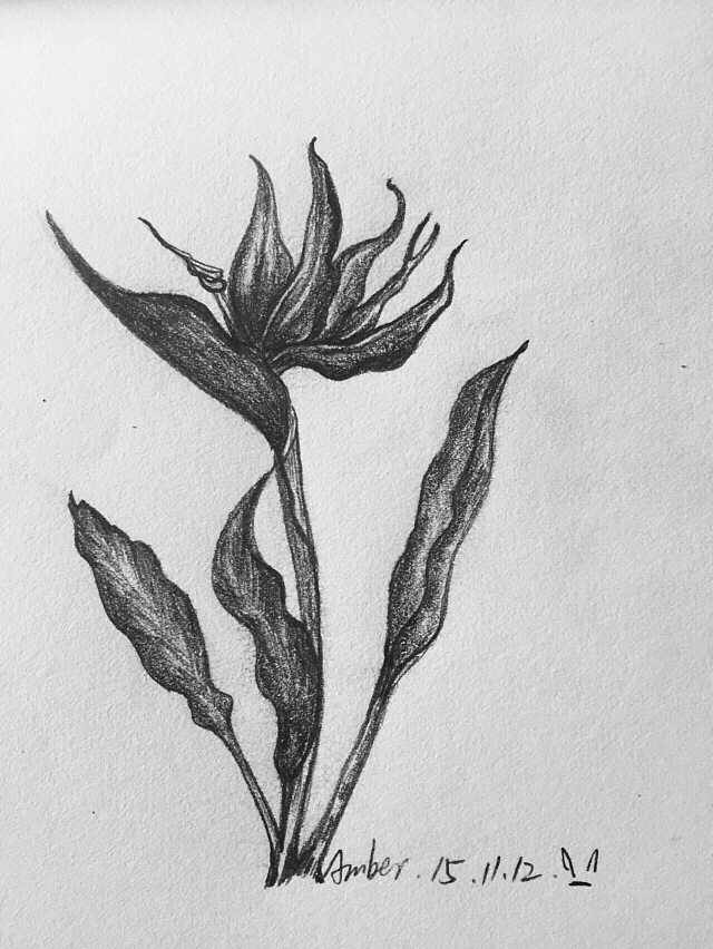 临摹素描-花卉|插画|创作习作|云边月_原创作品-站酷zcool