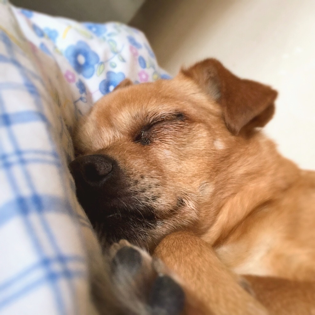 炫狗狂魔（图ZMTA1MDQ3NzAw） - 宠物摄影 - 站酷设计师NeverF原创素材 - 站酷ZCOOL