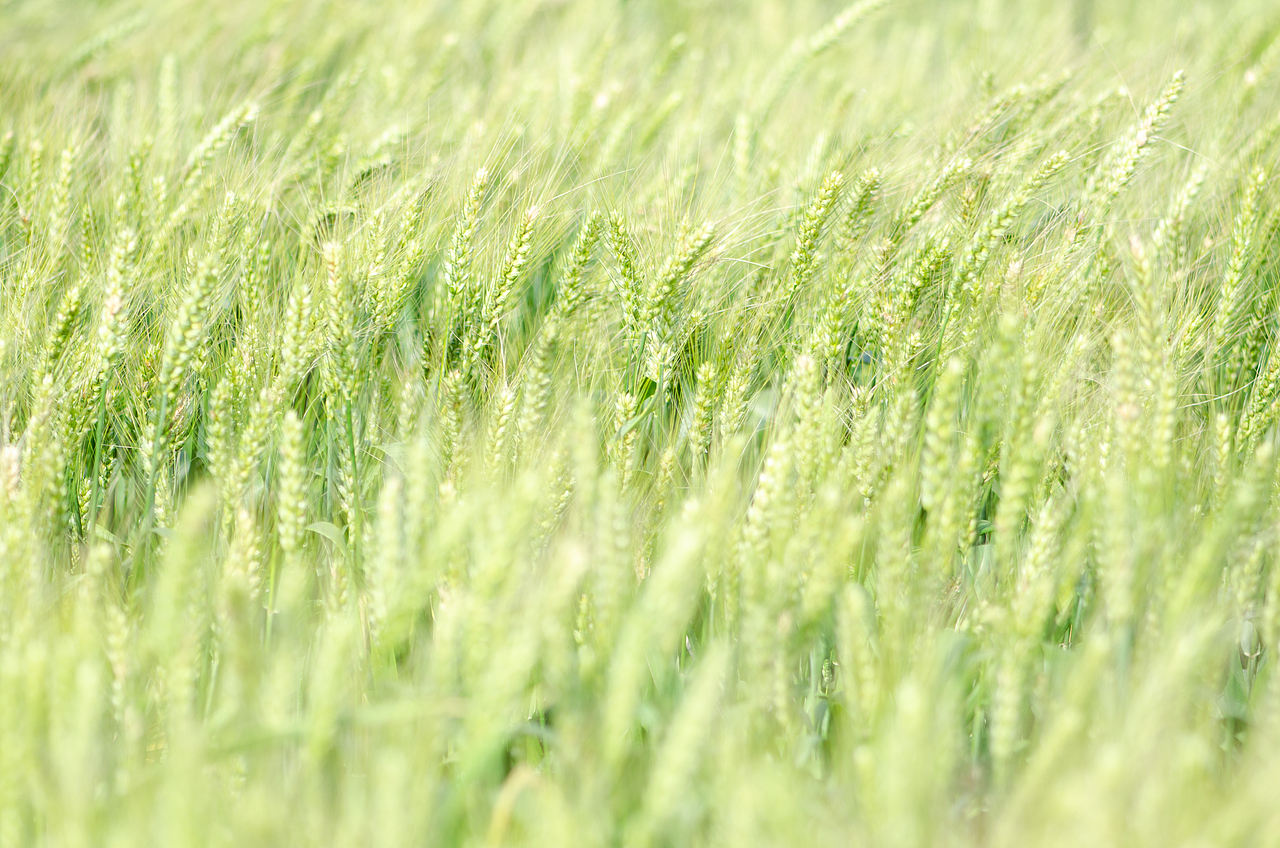 回归我的田园生活