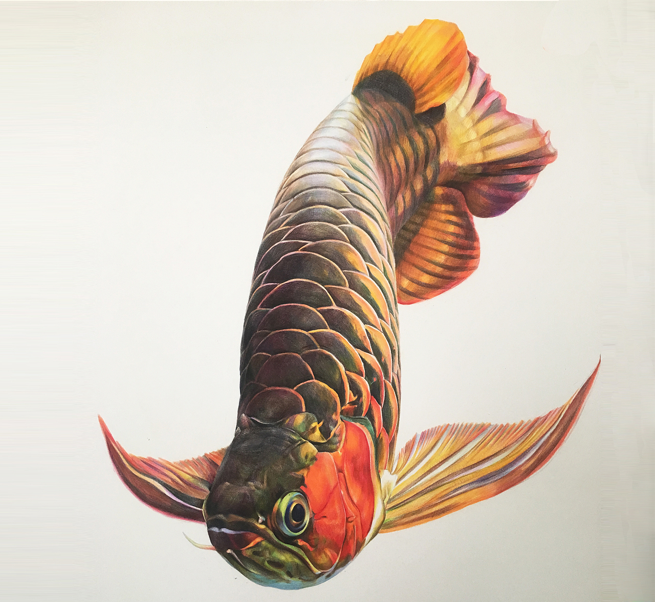 关于龙鱼的手绘彩铅画二（图ZMTI2MzEyODE2） - 绘画 - 站酷设计师_lelia原创素材 - 站酷ZCOOL