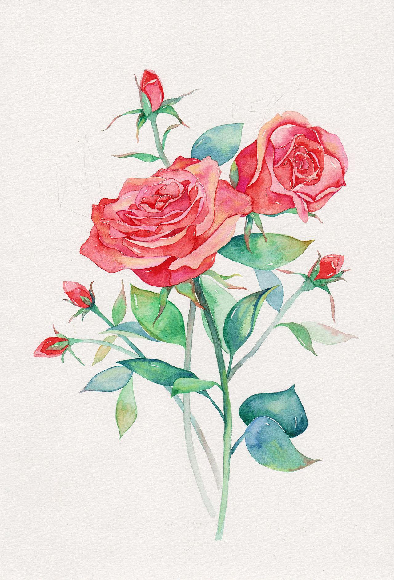 三木花草（小過程4）—玫瑰（圖ZNDU5NzMzOTI=） - 商業(yè)插畫 - 站酷設(shè)計(jì)師吳都Jasmine原創(chuàng)素材 - 站酷ZCOOL