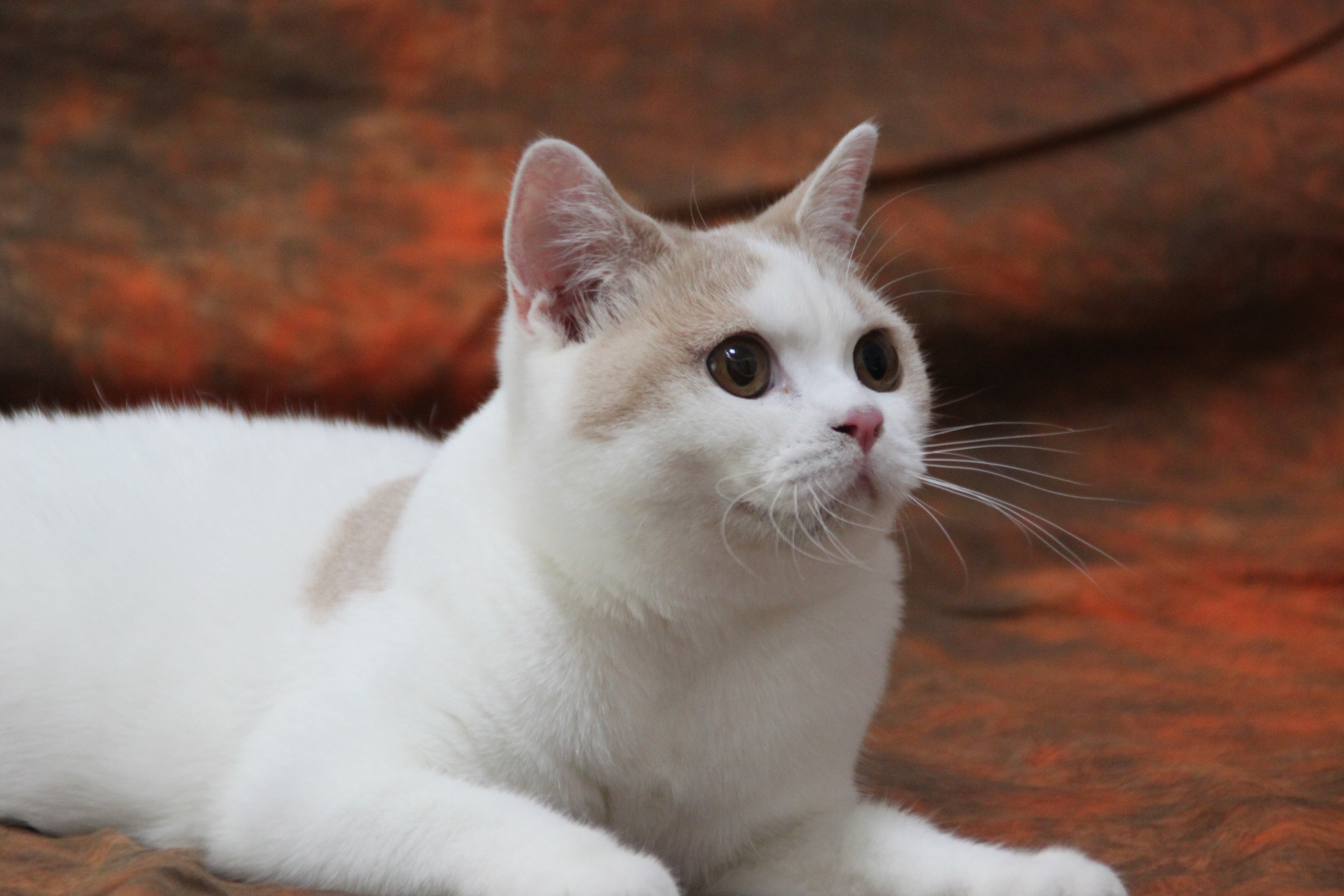 乳白猫是什么品种图片图片