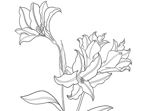 百合花白描线稿