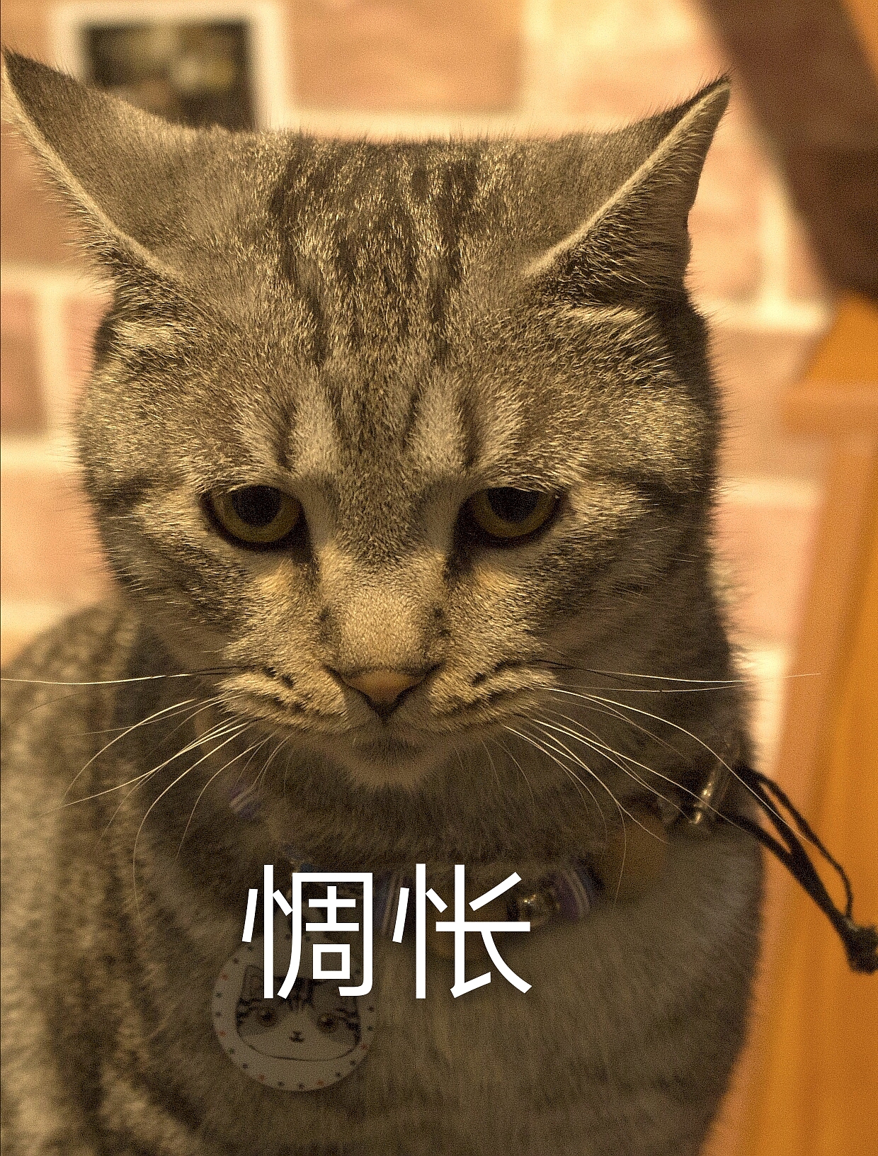 拍了一组萌宠表情包哈哈