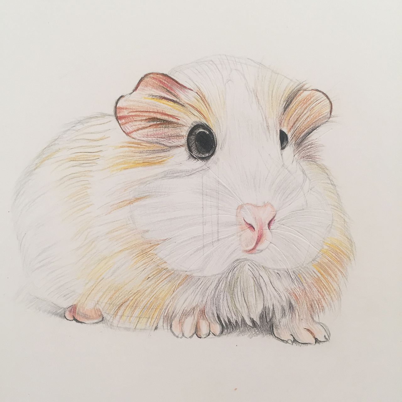 手绘彩铅动物系列