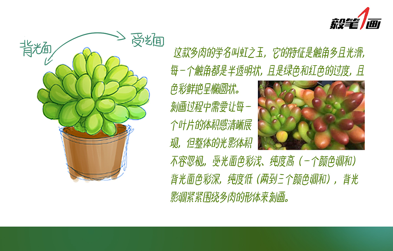 【毅笔一画】多肉PS技法篇