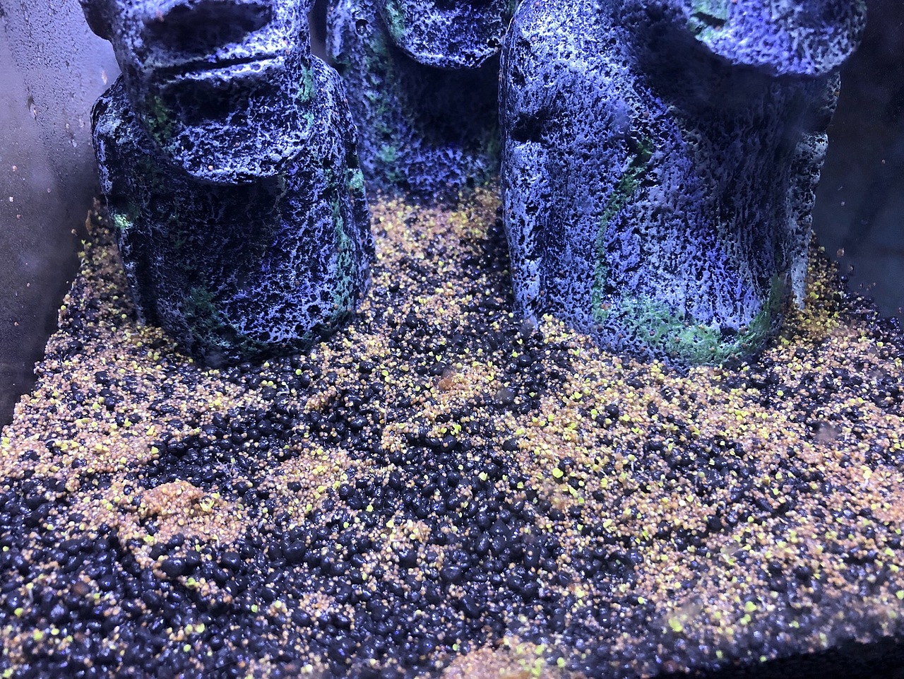 复活节岛孤独的守望者-草缸培育