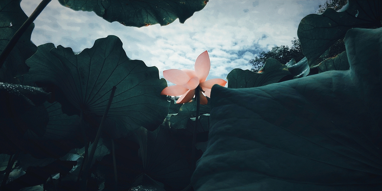 夏·荷（图ZMjIxNjQwMDQ0） - 风光摄影 - 站酷设计师星云苜蓿原创素材 - 站酷ZCOOL