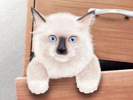 柜子里的小毛猫