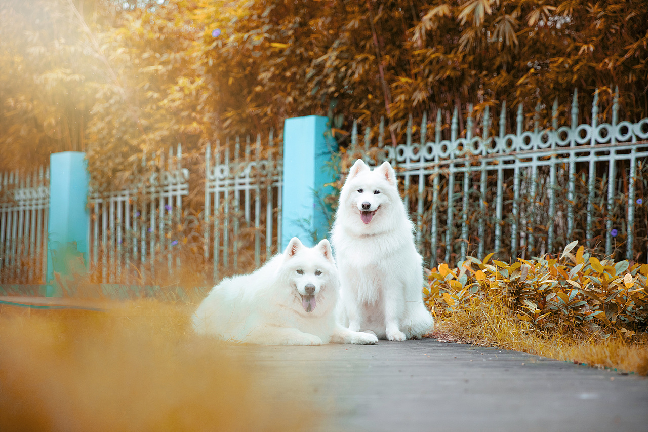 宠物摄影/宠物旅拍