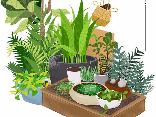 插画植物打卡