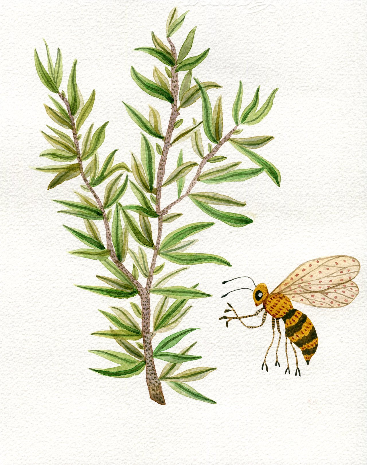 植物图鉴（图ZMTkzMzY4NTA4） - 创作习作 - 站酷设计师杨梨儿原创素材 - 站酷ZCOOL