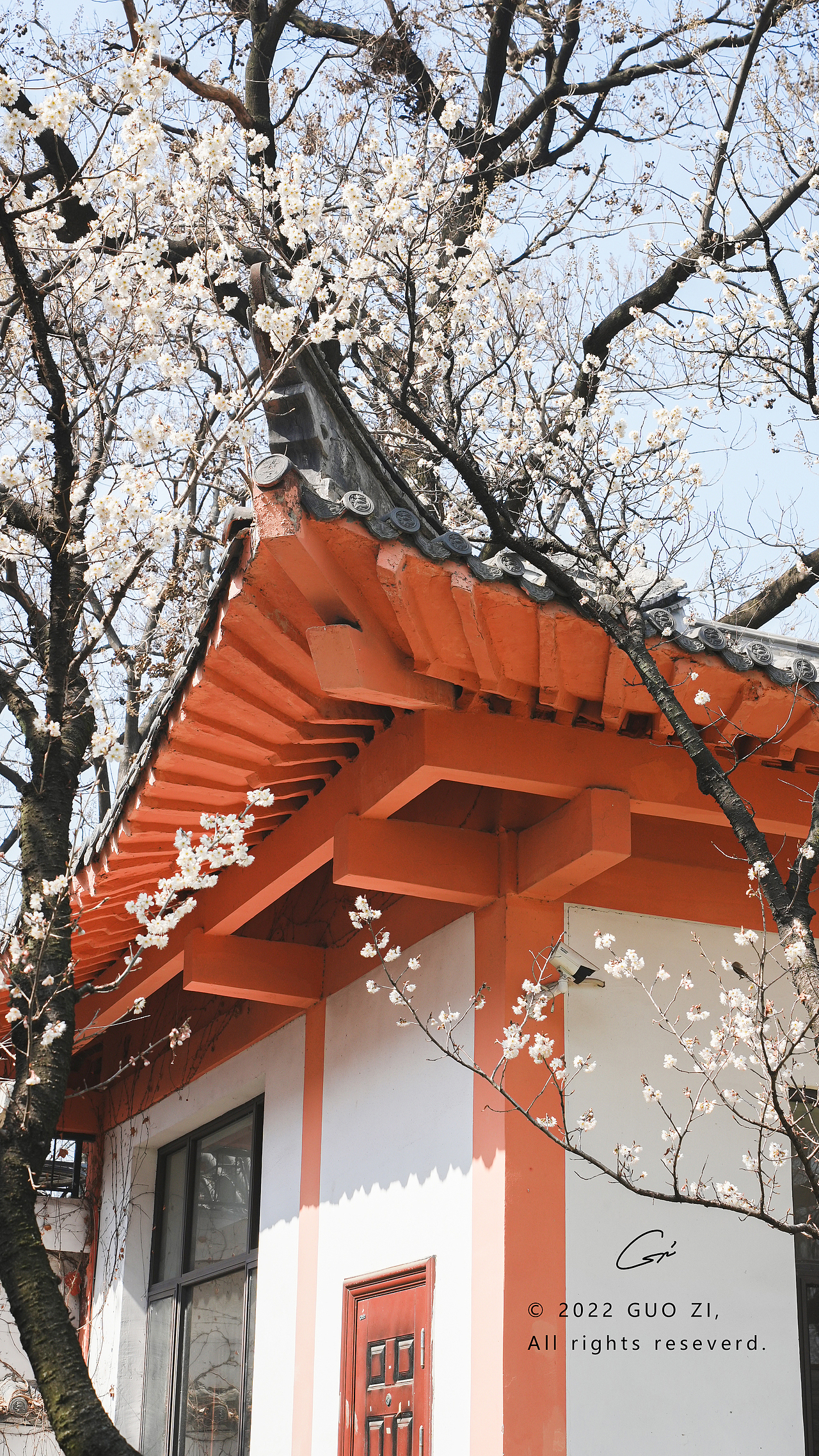 南京玄武湖樱桃花