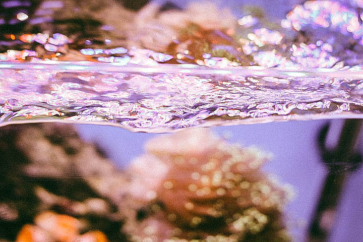 缺氧（图ZMTAzMjk3OTYw） - 宠物摄影 - 站酷设计师花酱紫啊原创素材 - 站酷ZCOOL