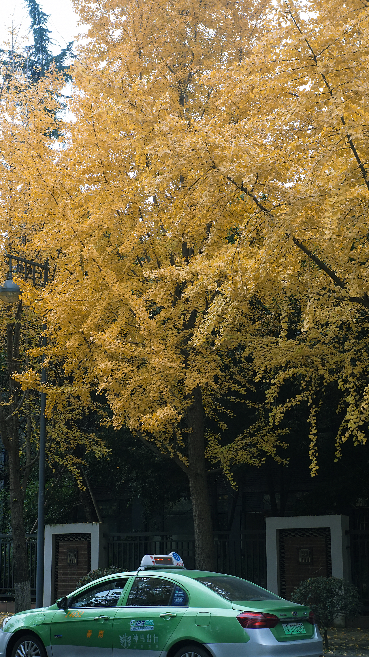 21年冬 成都 浣花溪 川大 银杏