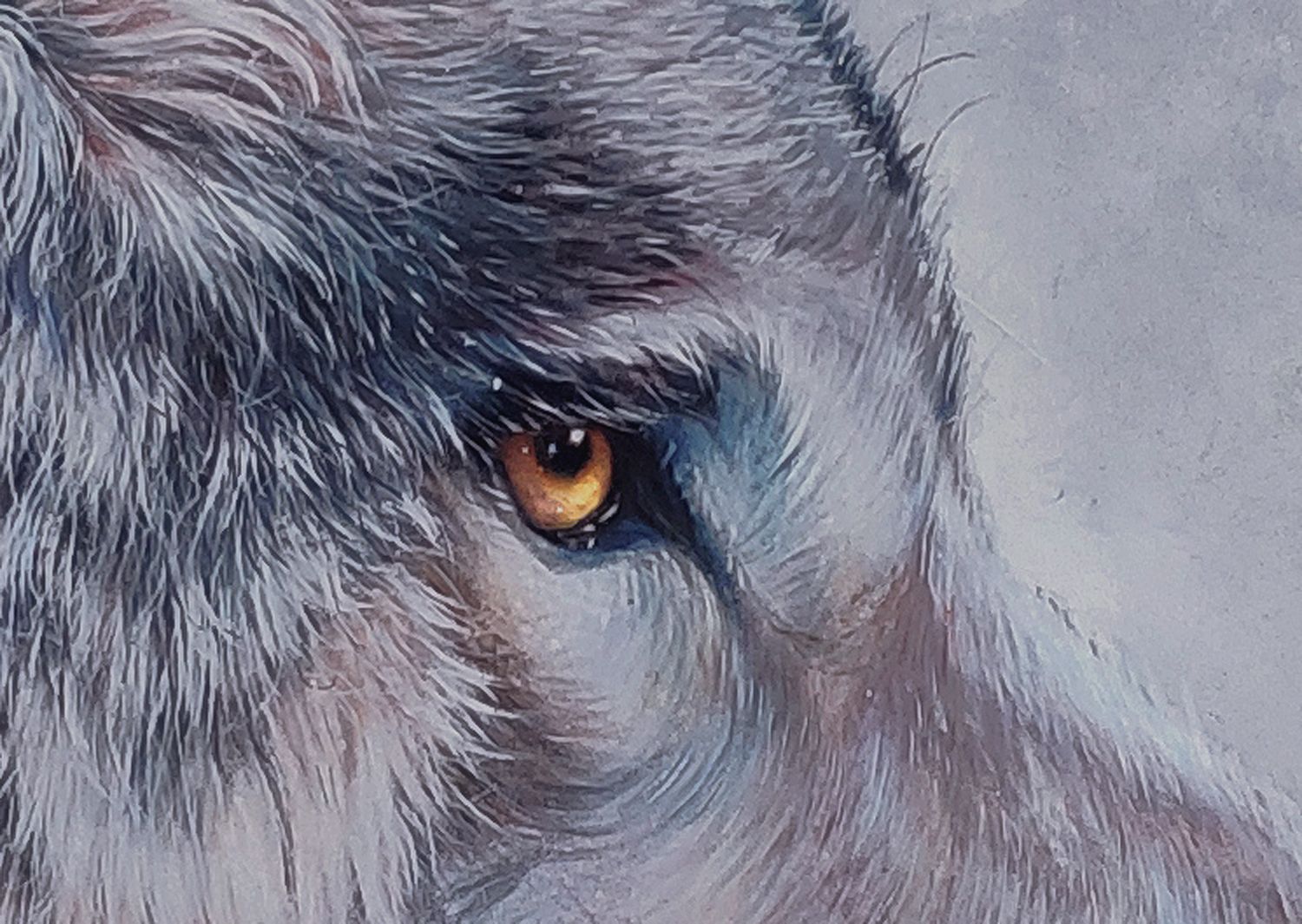 狼|纯艺术|绘画|马行画彩铅 - 原创作品 - 站酷 (zcool)