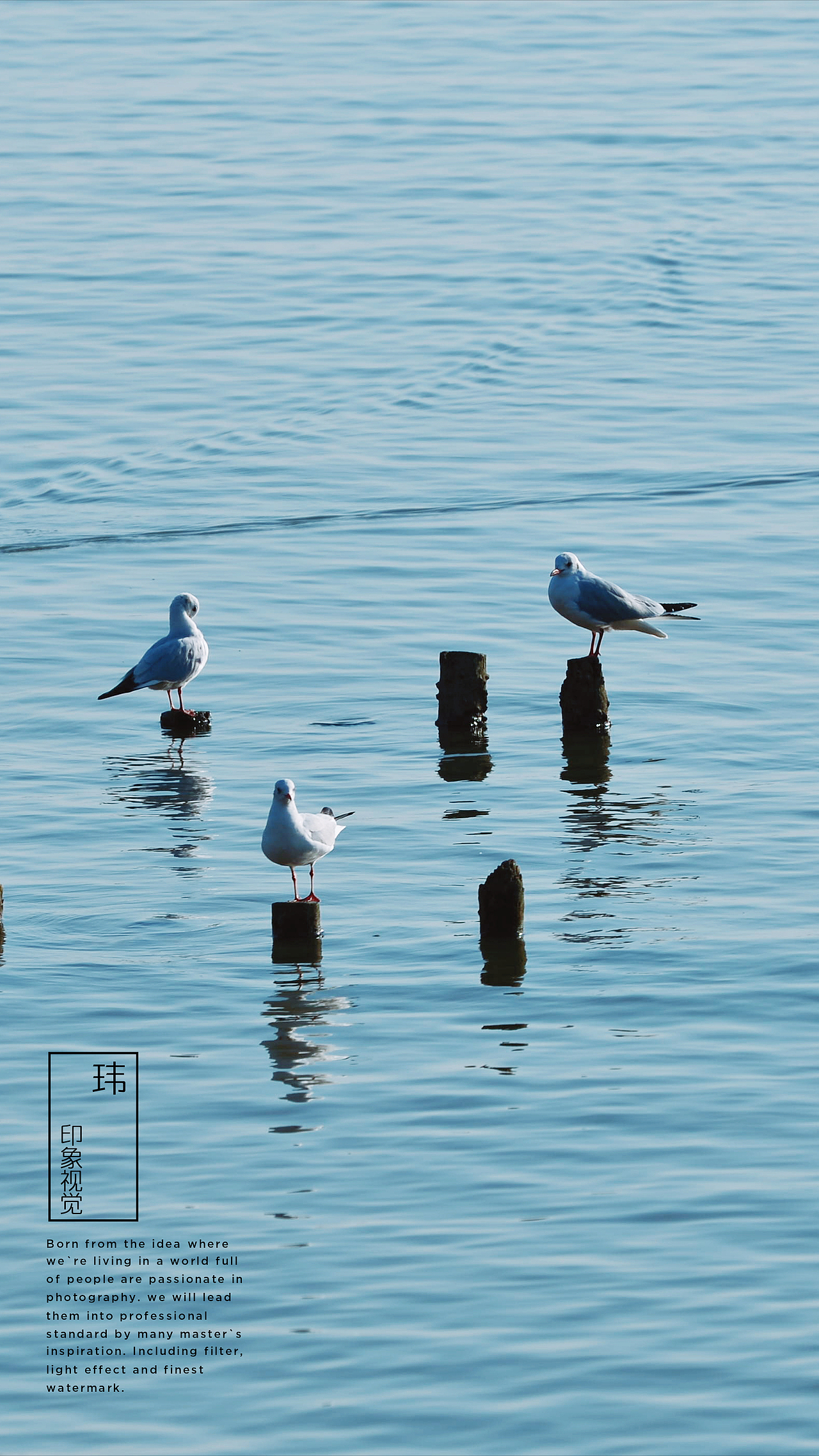 新人报道，请多关照😃（图ZMTkzOTE2ODMy） - 宠物摄影 - 站酷设计师丶WAYNE丶原创素材 - 站酷ZCOOL