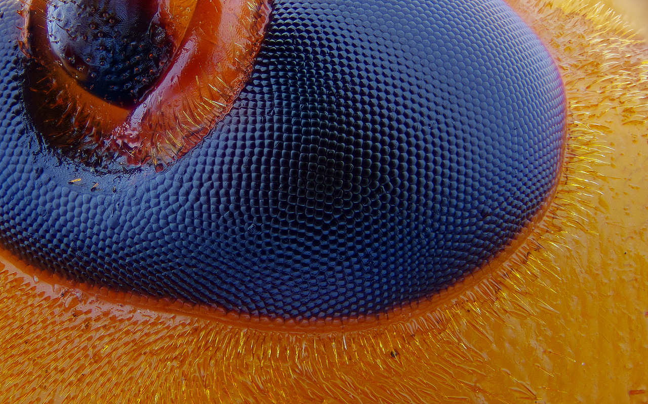 小蚂蚁---大特写（图ZMTgzMDcyOTQ0） - 风光摄影 - 站酷设计师瓜哥微距摄影原创素材 - 站酷ZCOOL