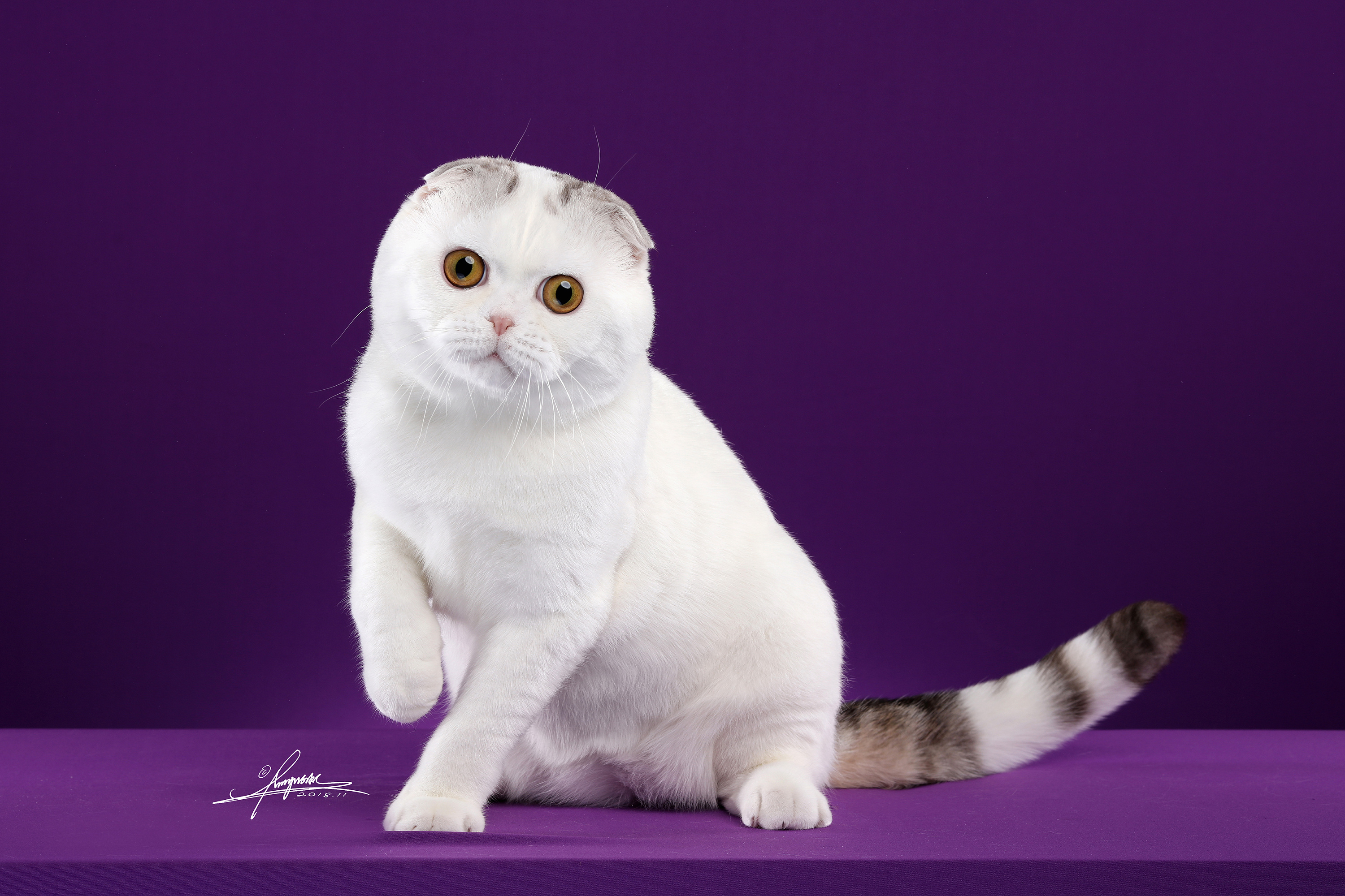 苏格兰折耳猫|摄影|宠物摄影|amyworks赛猫摄影 原创作品 站酷(z
