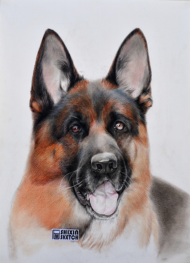 GERMANSHEPHERD DOG HEAD SHOT（图ZMjY2Nzc0NDg=） - 绘画 - 站酷设计师狼王加冕原创素材 - 站酷ZCOOL