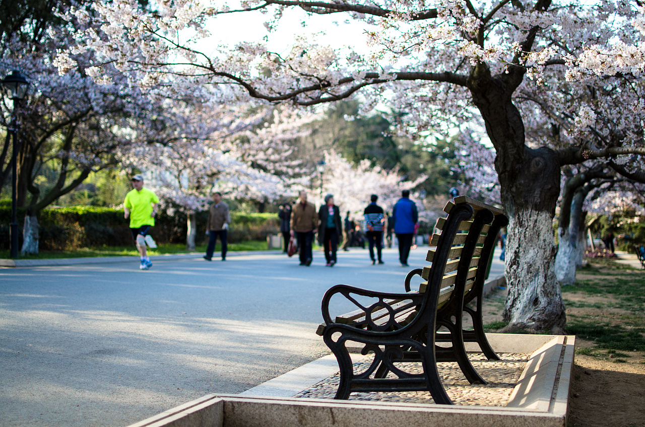 高清：中山公园樱花提前绽放 盛花期下周到来 - 青岛新闻网