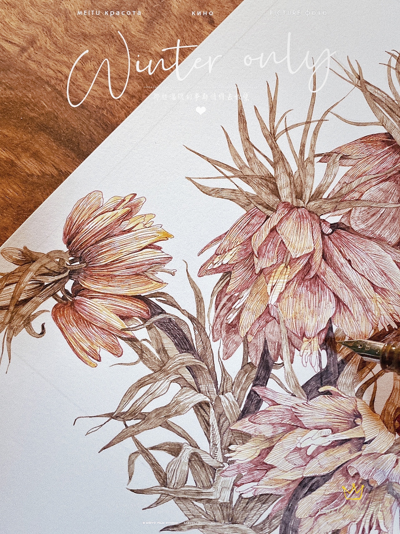 神奇的皇冠贝母（蘸水笔｜针管笔）（图ZMjg1NTYxMDU2） - 艺术插画 - 站酷设计师CatCastleDZ原创素材 - 站酷ZCOOL