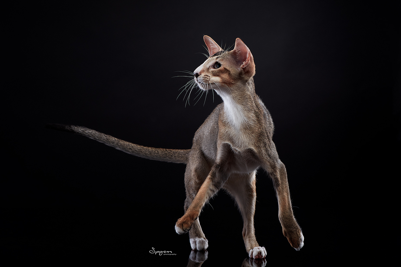 东方短毛猫天津影棚拍攝九月