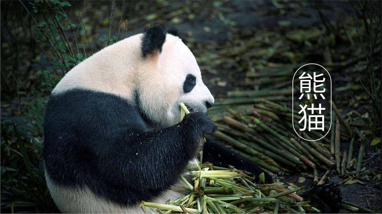 熊猫书咖品牌标志设计（图ZMzAxNjQ2ODIw） - Logo - 站酷设计师设计师鸿运原创素材 - 站酷ZCOOL