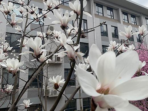宿露发清香，初阳动暄妍