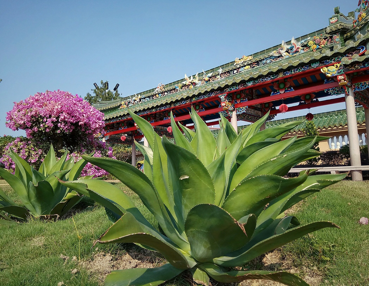 摄影是一件快乐的事,把美的事物记录下来。