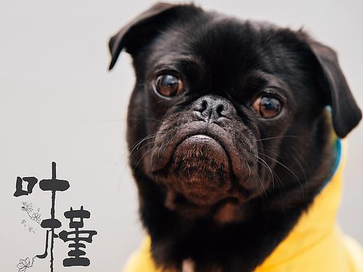 近作品集（个人主页-ZMzk5NDYzMjQ=） - 其他平面 - 站酷设计师叶谨原创素材 - 站酷ZCOOL