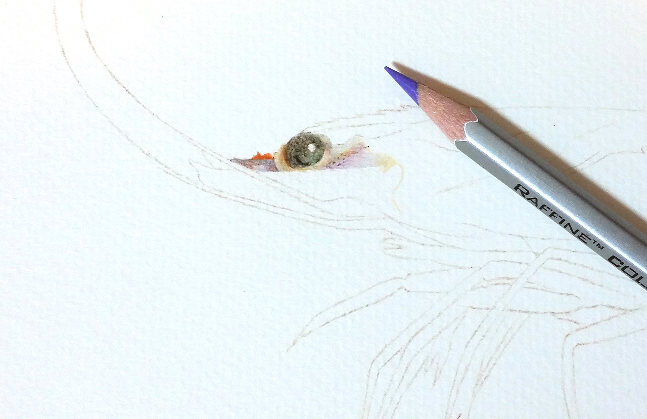 彩铅插画—老虎虾（图ZMjk5OTEyNjQ=） - 绘画 - 站酷设计师面包超人zZ原创素材 - 站酷ZCOOL