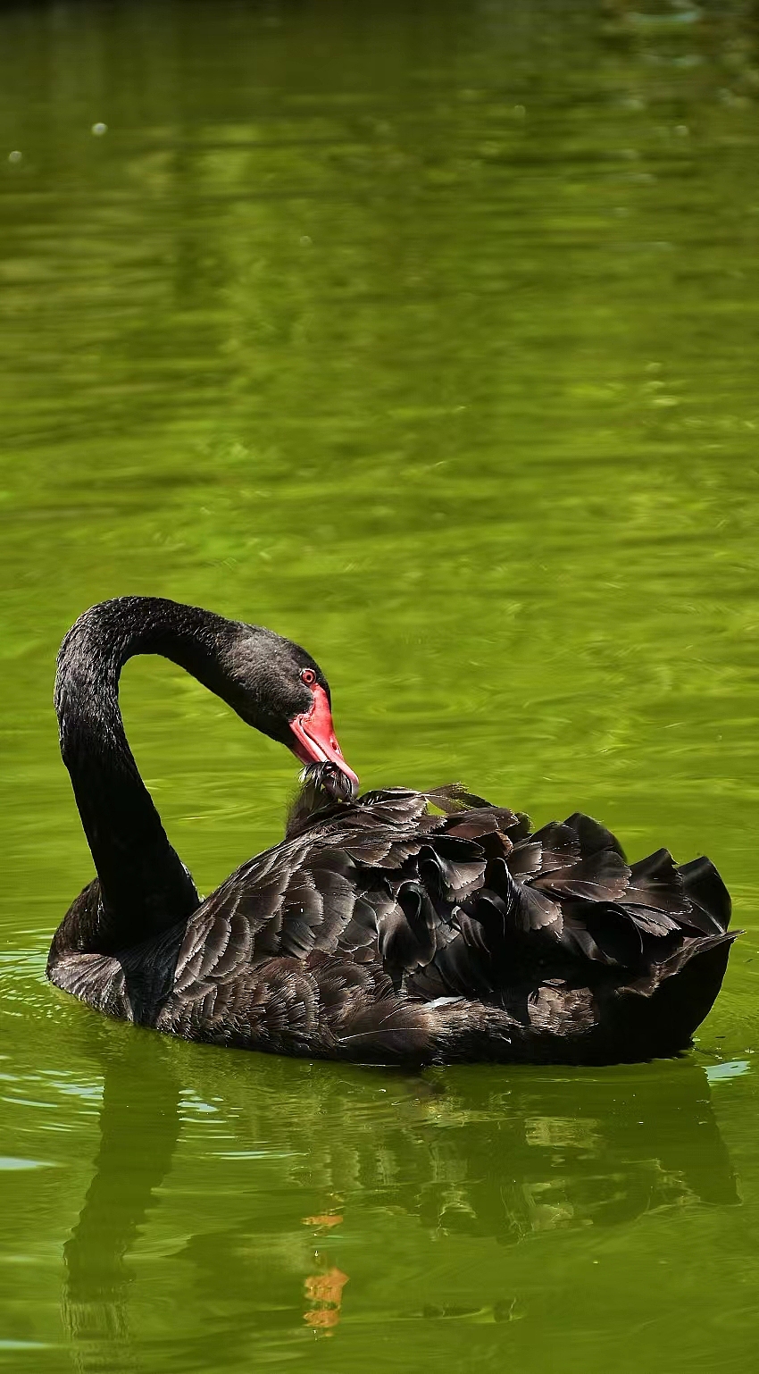 盘龙大观园（图ZMzE0MDc5OTMy） - 风光摄影 - 站酷设计师初音初音啊原创素材 - 站酷ZCOOL