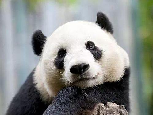 Kill.o Panda（個人主頁-ZNTgyOTgxMzI=） - 寵物攝影 - 站酷設(shè)計師FakisChan原創(chuàng)素材 - 站酷ZCOOL