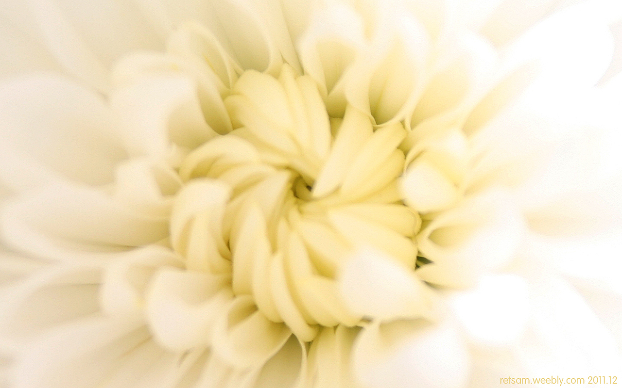 White Chrysanthemum（图ZNDU0NTEwOA==） - 产品摄影 - 站酷设计师retsam原创素材 - 站酷ZCOOL