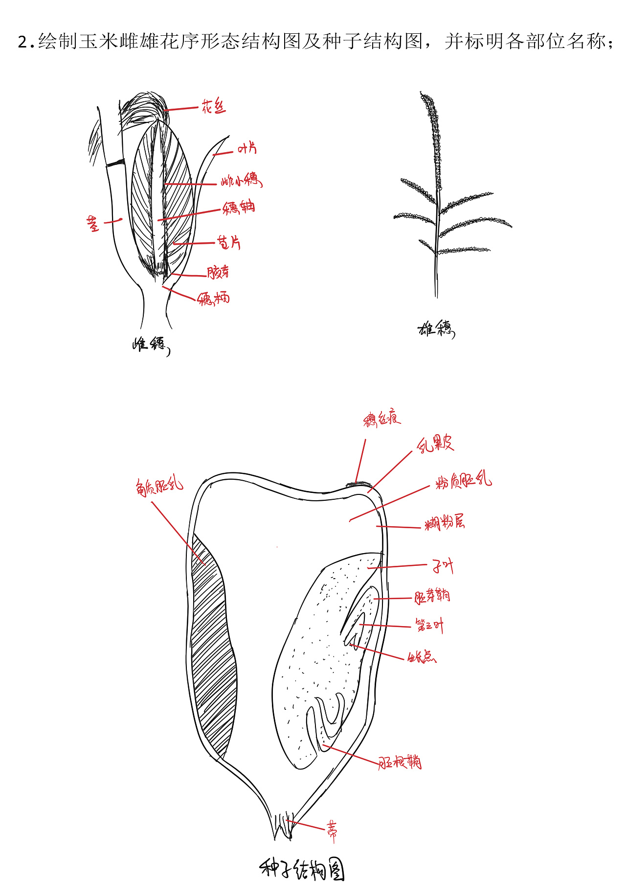 玉米结构解剖图图片