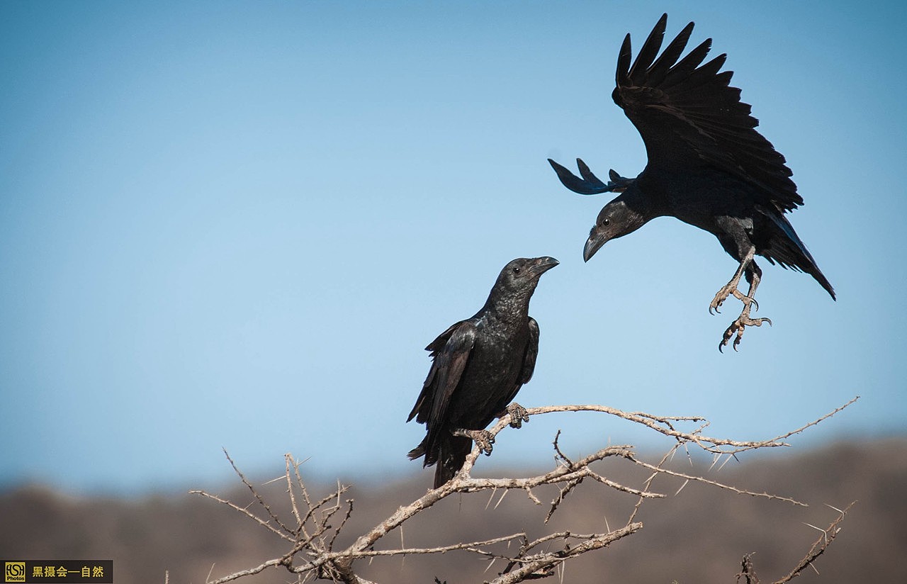 扇尾渡鸦,分部在非洲中南部地区,包括阿拉伯半岛的南部、撒哈拉沙漠(北回归线)以南的整个非洲大陆。