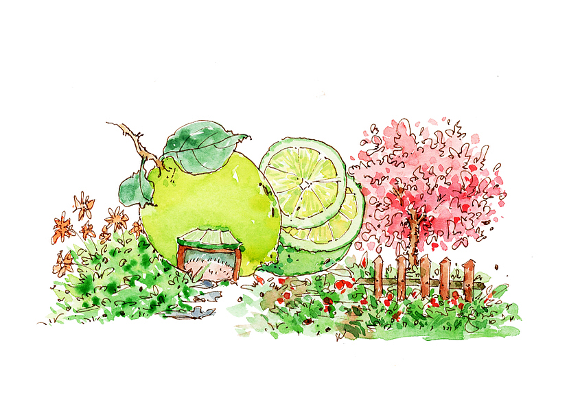 水果屋系列（图ZMzY0MzI0ODIw） - 商业插画 - 站酷设计师丫妮呐原创素材 - 站酷ZCOOL