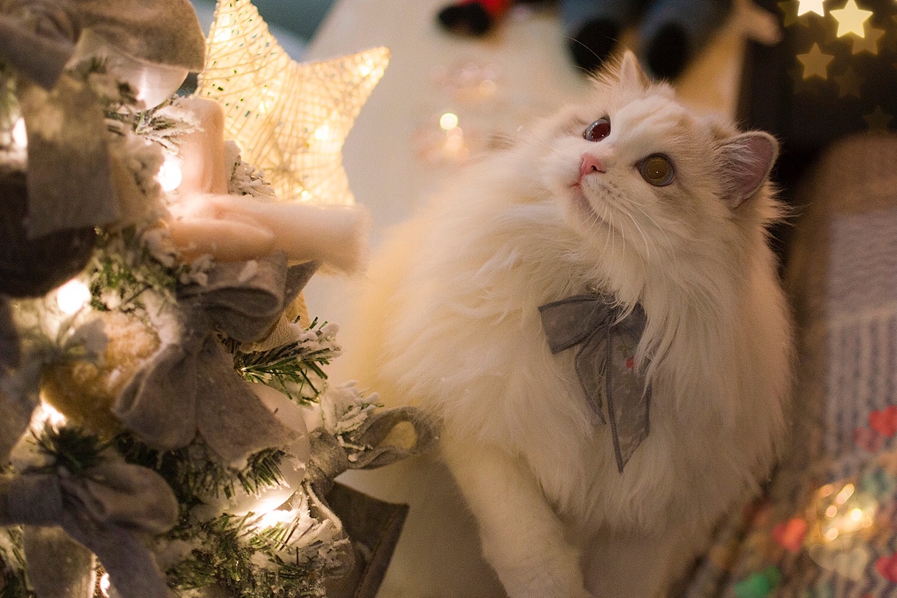 【布偶猫米法】圣诞节快乐！（图ZMTM5Nzk2NjMy） - 宠物摄影 - 站酷设计师猫的脚步声原创素材 - 站酷ZCOOL