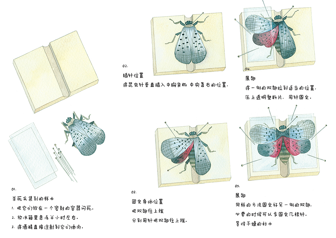 最新出版水彩教程书《昆虫记》（图ZMTEzODM4MDky） - 商业插画 - 站酷设计师皮痞祖2016原创素材 - 站酷ZCOOL