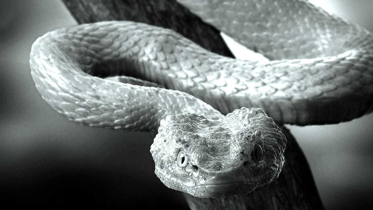 sanke（图ZMTI1MzQxNTY=） - 人物/生物 - 站酷设计师JeasonXu原创素材 - 站酷ZCOOL