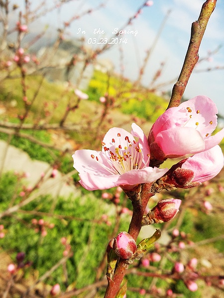 2014春天,手机摄影