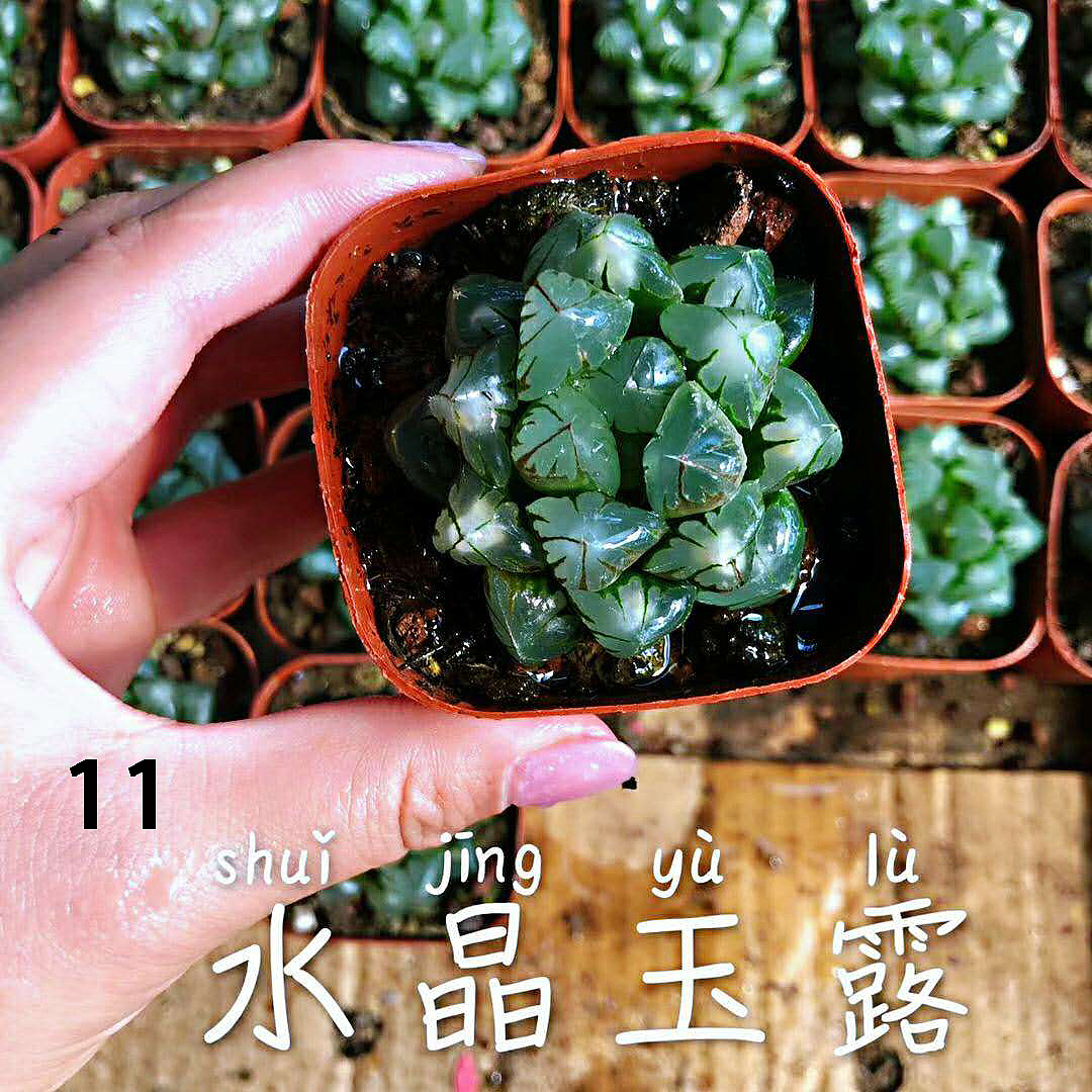 云南东南亚多肉绿植（图ZMTU1NDUxODMy） - 产品摄影 - 站酷设计师绿植玩家原创素材 - 站酷ZCOOL