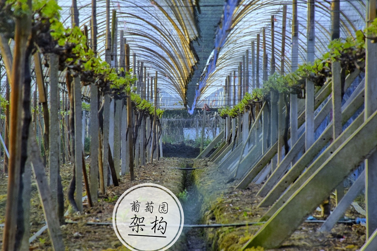 中国葡萄酒·当惊世界殊|葡萄熟了！宁夏贺兰山东麓开启2022年榨季之门