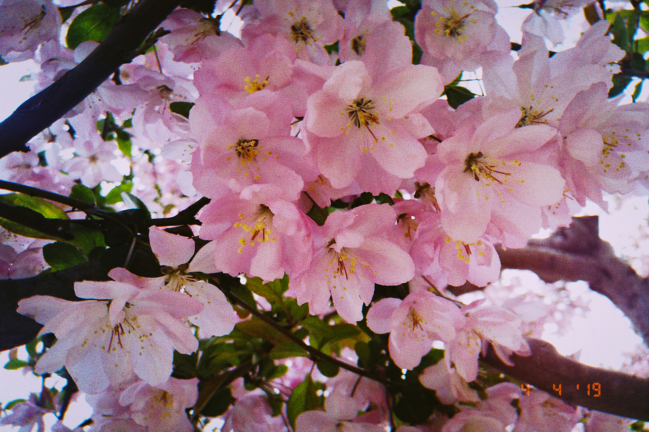 想要看春天的雨漫（圖ZMTUzNzQ1MDI4） - 人文/紀(jì)實(shí)攝影 - 站酷設(shè)計(jì)師張張張張張瘋子原創(chuàng)素材 - 站酷ZCOOL