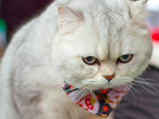 《造痒计划》猫咪相亲大会