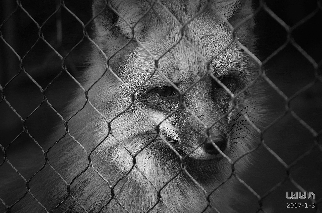 The Zoo Has No Smile-2017