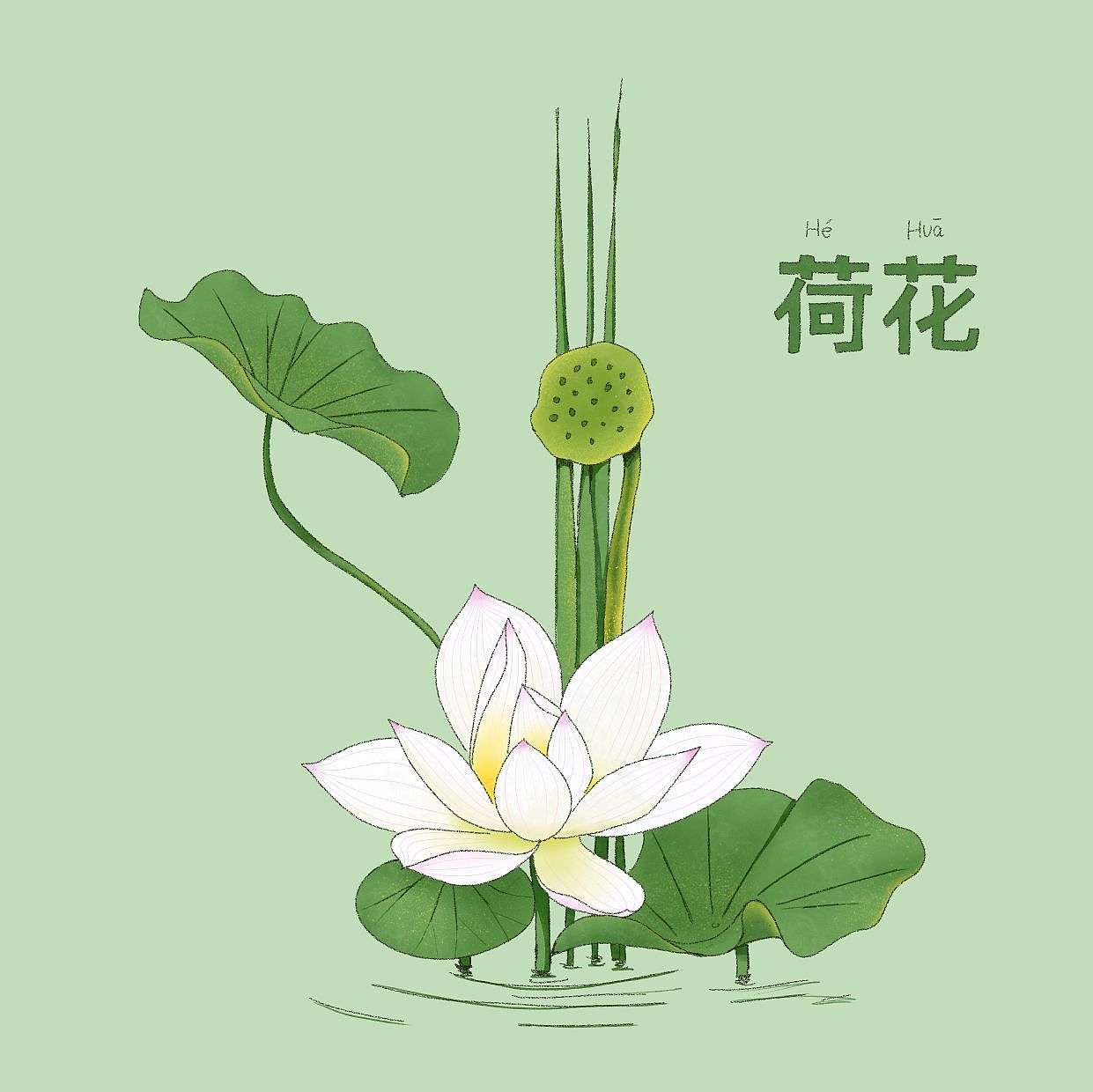动植物主题插画