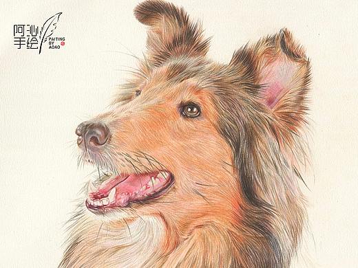彩铅画喜乐蒂牧羊犬-阿沁作品