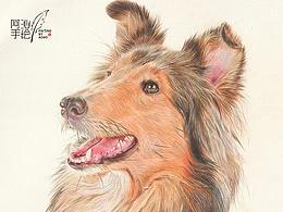 彩鉛畫喜樂蒂牧羊犬-阿沁作品